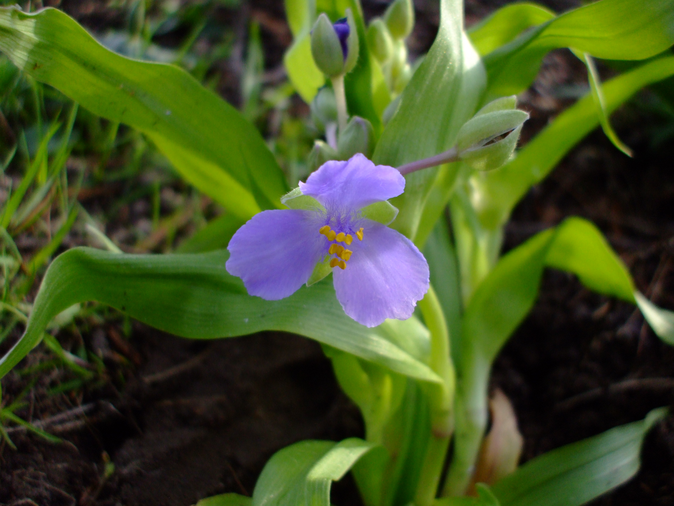Tradescantia ernestiana